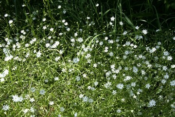 green grass background