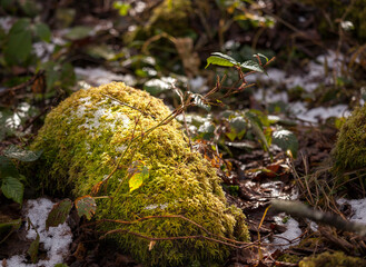 Moss remained green while surrounded with the first snow in autumn inside the forrest. winter is coming