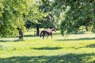 Pferd, Brown Horse auf dem Feld