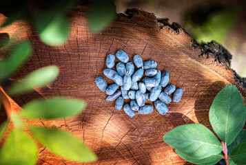 Horizontal background with honeysuckle berries