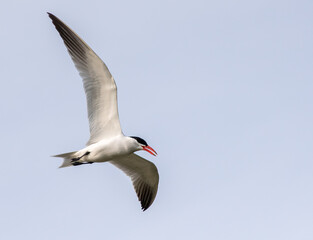seagull in flight