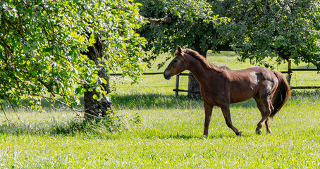 Pferd, Brown Horse auf dem Feld