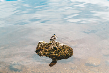 Lonely duck sits on a stone in the Volga River