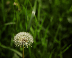 white fluffy isolated dandelion on a background of green grass close up