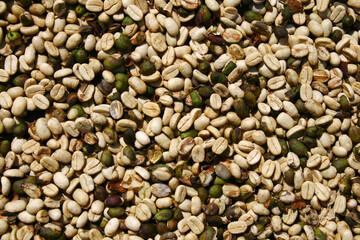 Green and beige peeled raw coffee beans