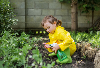 A little girl assistant in a yellow raincoat and green rubber boots helps water the plants in the...