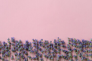 Stalks of fragrant blooming lavender on a textural pink background. Summer and romantic greeting card with copy space.
