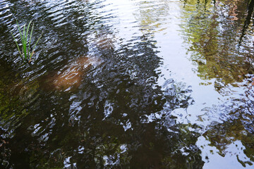 Fototapeta na wymiar 池の水紋