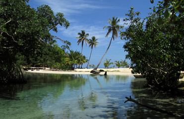 Palmeras playa dominicana  paraíso caribeño