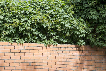 brick wall with green foliage. Live fence on a red stone.