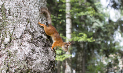 Red furry wild squirrel in the forest. Forest furry rodent.