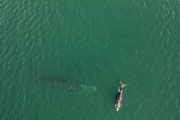 Overhead aerial view of a Southern Right Whale and her calf in the waters off of Cape Town, South Africa. 