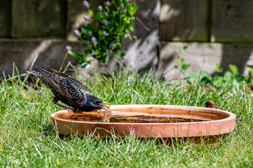 European starling, sturnus vulgaris, drinking water from a bird bath