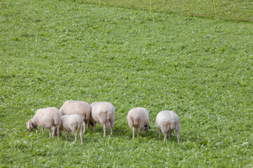 Obraz na płótnie Canvas Brillenschaf sheep in an Italian mountain pasture