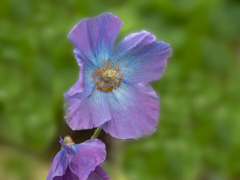 Closeup of a beautiful purple Meconopsis poppy flower in a garden with a blurred background