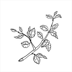 Branch of the tree, hand drawn black and white sketch