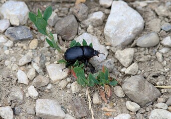 Large black beetle Pentodon idiota
