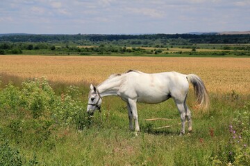 Obraz na płótnie Canvas A white horse grazes in a meadow near the village