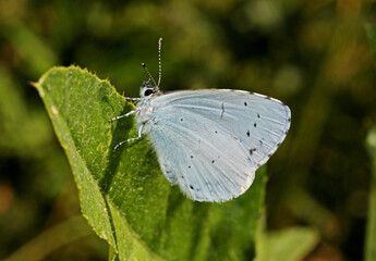 farfallina azzurra (Celastrina argiolus)