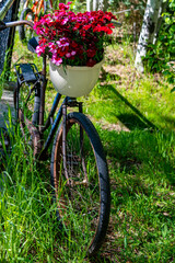 Fototapeta na wymiar Bouquet of Flowers in basket of Bicycle