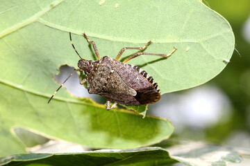 cimice orientale (Halyomorpha halis)