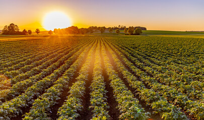 Salatfeld bei Sonnenuntergang, Gemüse Ackernbau