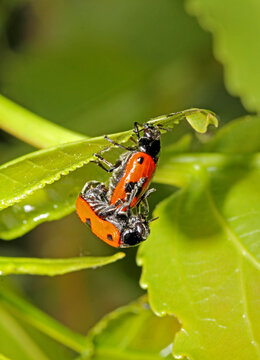 piccoli coleotteri (Clytra laeviuscula) in accoppiamento