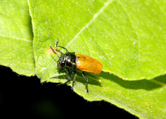piccolo crisomelide dalle grandi mandibole (Labidostomis longimana)