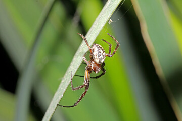 ragno tessitore (Larinoides cornutus - maschio)