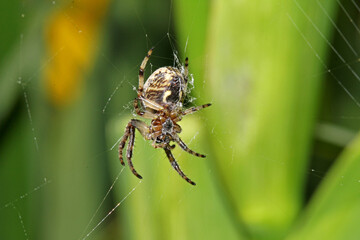 ragno tessitore (Larinoides cornutus - femmina)