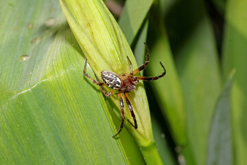 ragno tessitore (Larinoides cornutus - maschio)