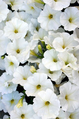 beautiful white petunia flowers closeup floral background