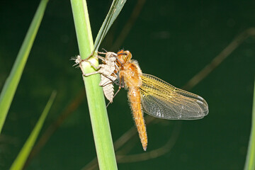libellula bruna (Libellula fulva - femmina) appena terminata la metamorfosi, ancora aggrappata alla spoglia larvale