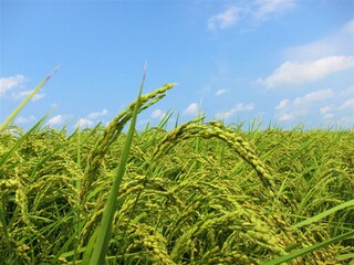 夏の稲穂