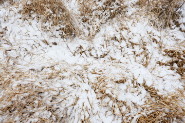 Flat fallen dry grass covered with a layer of snow.