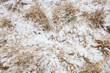 Flat fallen dry grass covered with a layer of snow.