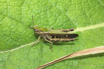 cavalletta dei prati (Omocestus rufipes - femmina)