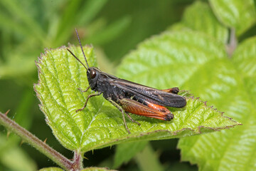 cavalletta dei prati (Omocestus rufipes - maschio)