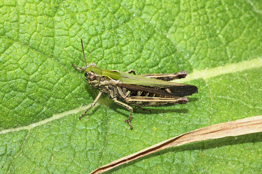 cavalletta dei prati (Omocestus rufipes - femmina)