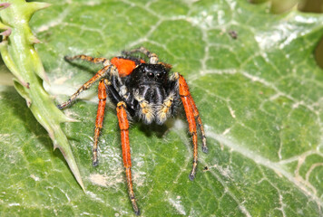 ragno salticida dai colori vivaci (Philaeus chrysops - maschio)