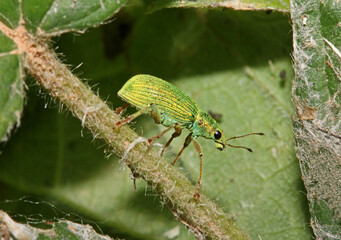 piccolo curculionide metallizzato (Phyllobius virideaeris)