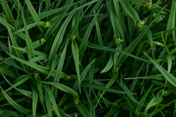 green grass with dew drops