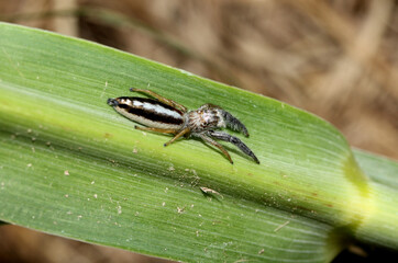 ragno salticida (Mendoza canastrinii)