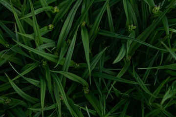 green grass background