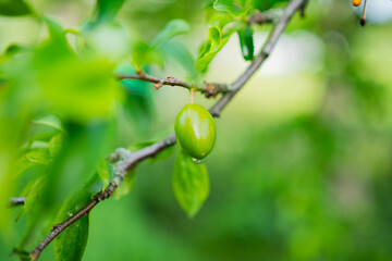 olive on an olive tree