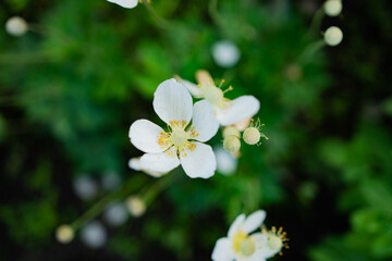 forget me not flowers
