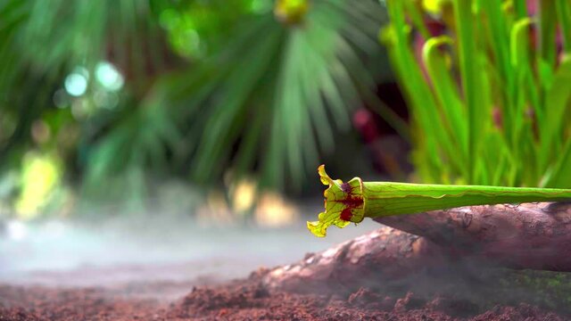 carnivorous buttercup plants at morning fog in the forest