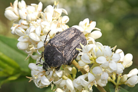 cetonia bruna (Protaetia morio)
