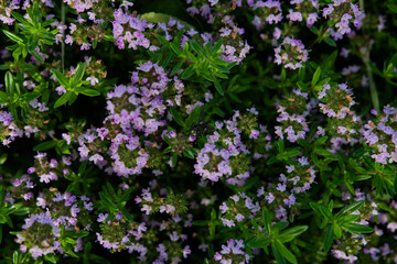 purple flowers background