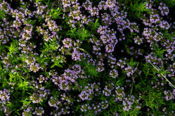 Obraz premium purple flowers in the garden